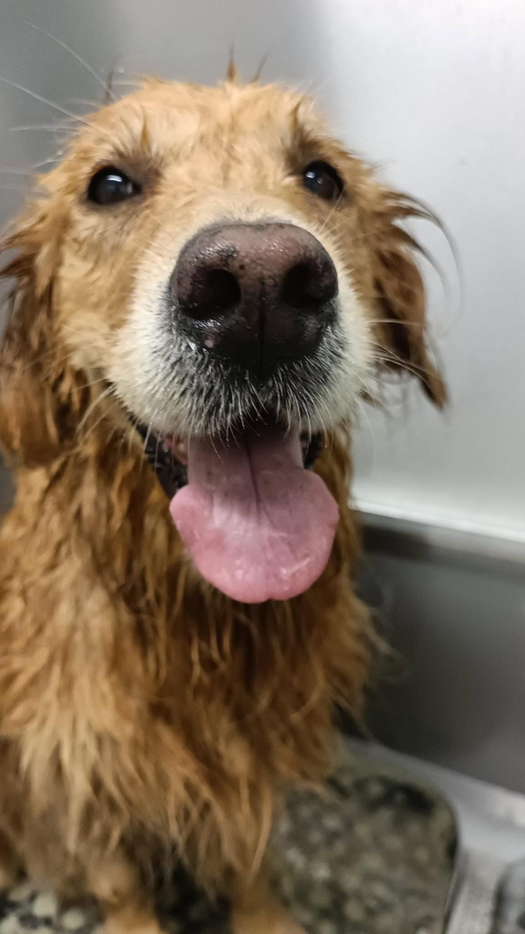 Golden retriever dopo il bagno