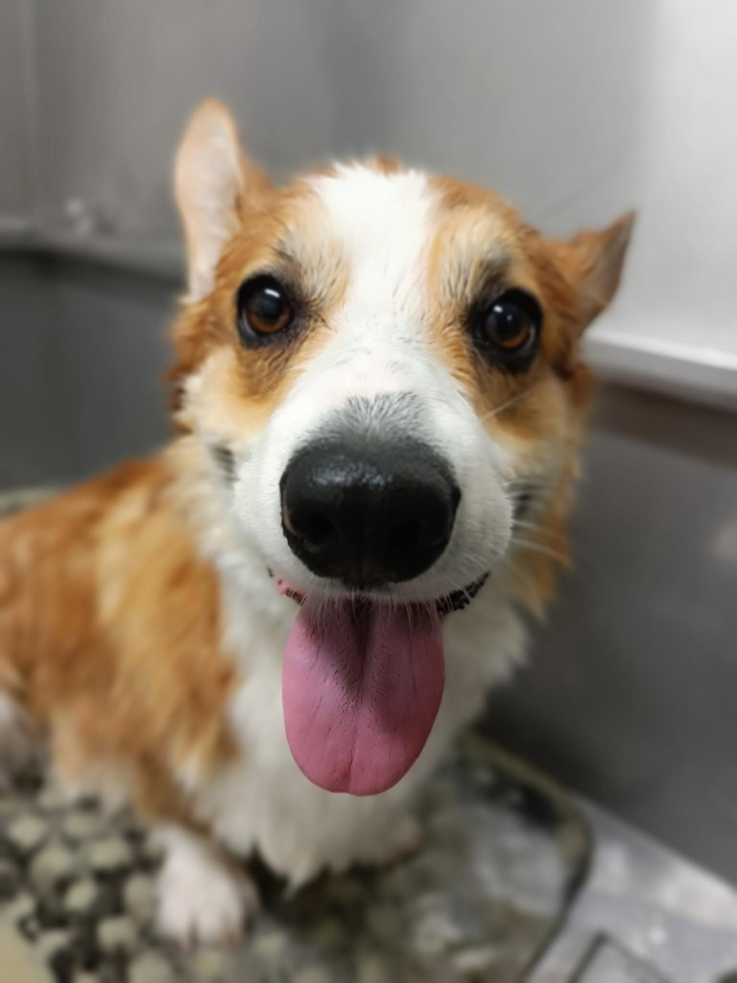 Corgi felice