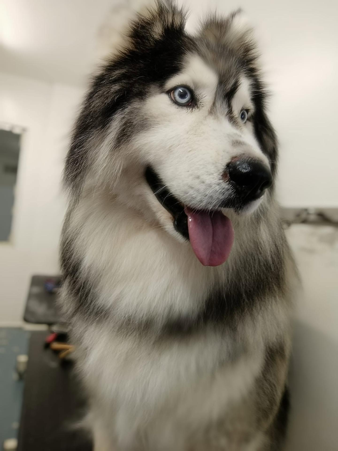 Husky toelettato