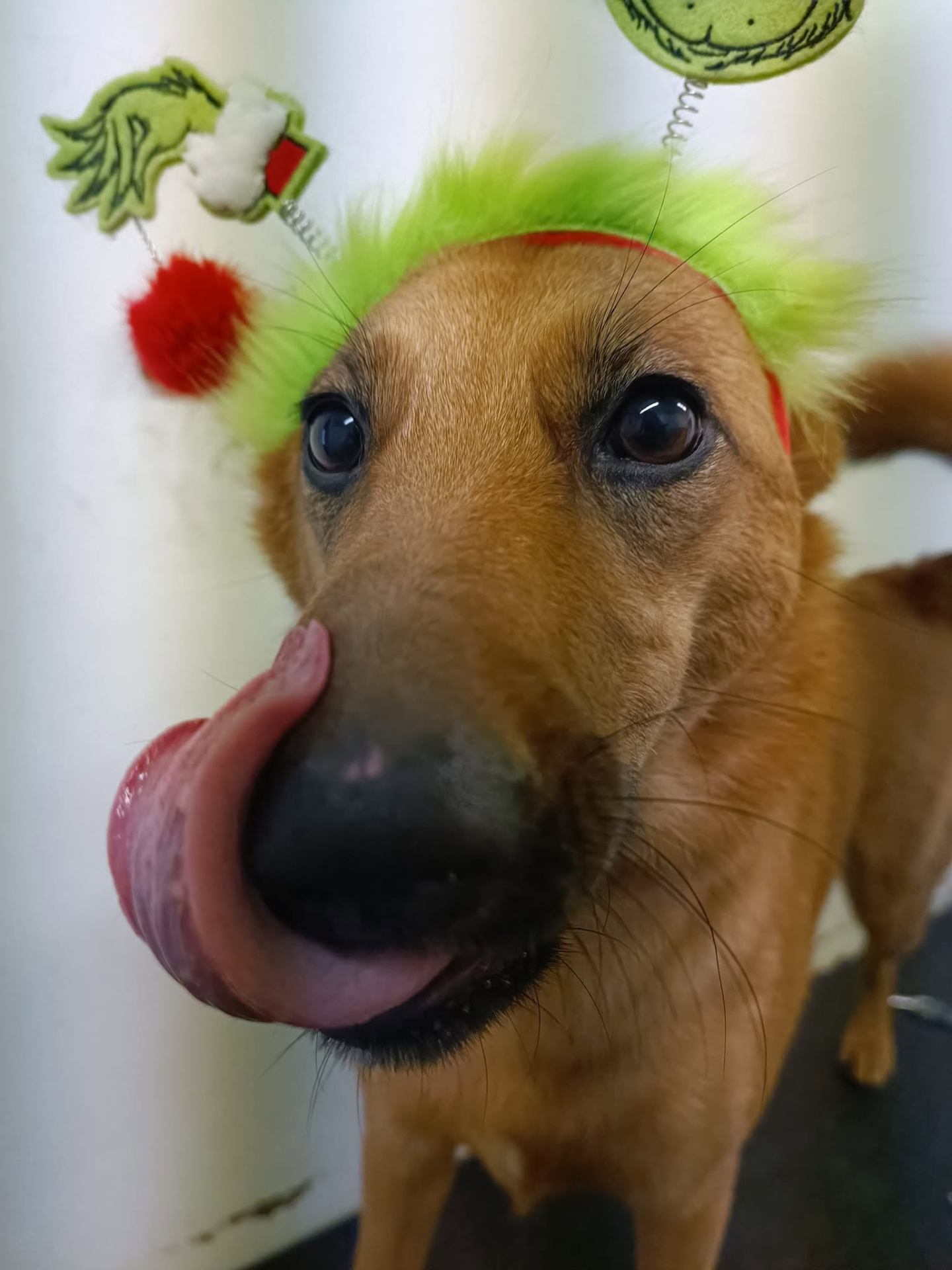 Cane con cerchietto natalizio